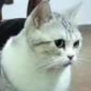 足球幸运喵球吧