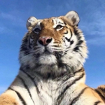 拳头足球精选球吧